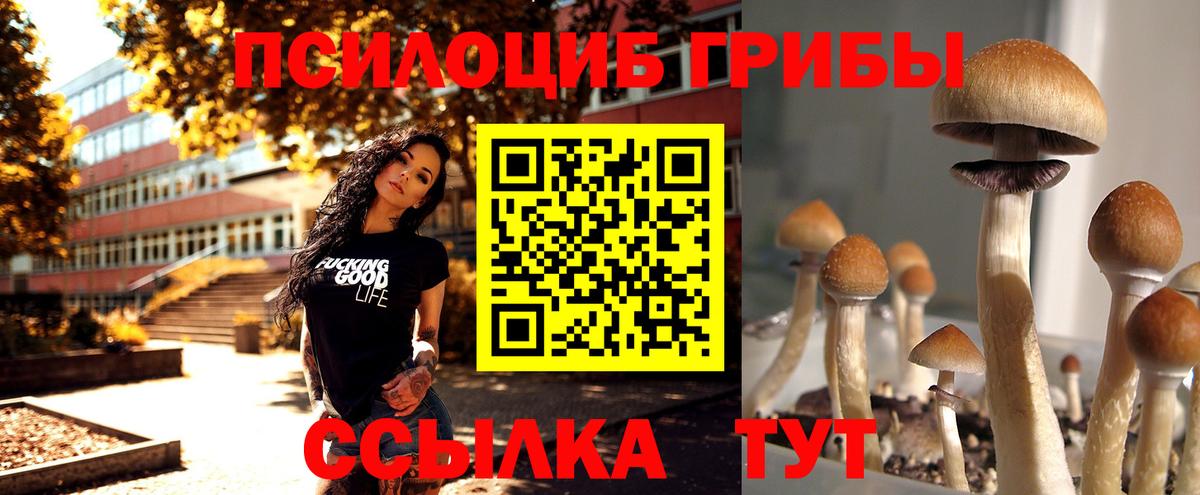 Междуреченск  Псилоцибиновые грибы Psilocybine cubensis  Вход с VPN 