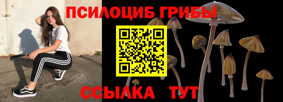 Псилоцибиновые грибы Psilocybine cubensis Междуреченск